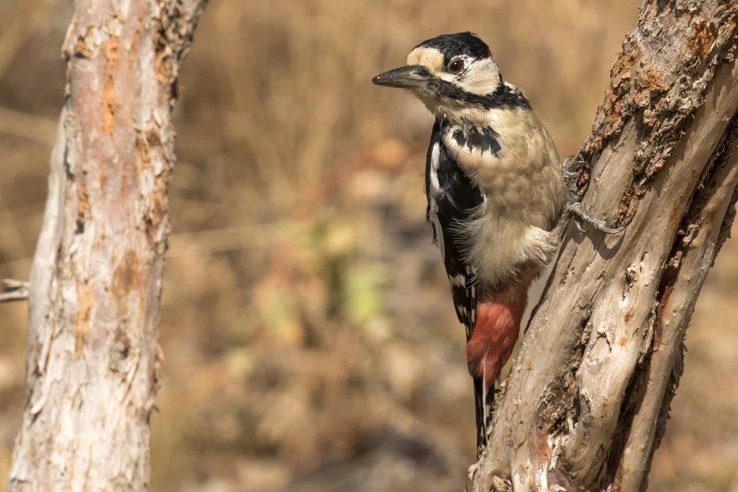 Great Spotted Woodpecker