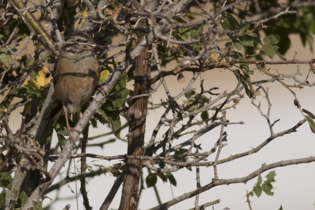 Rock Bunting