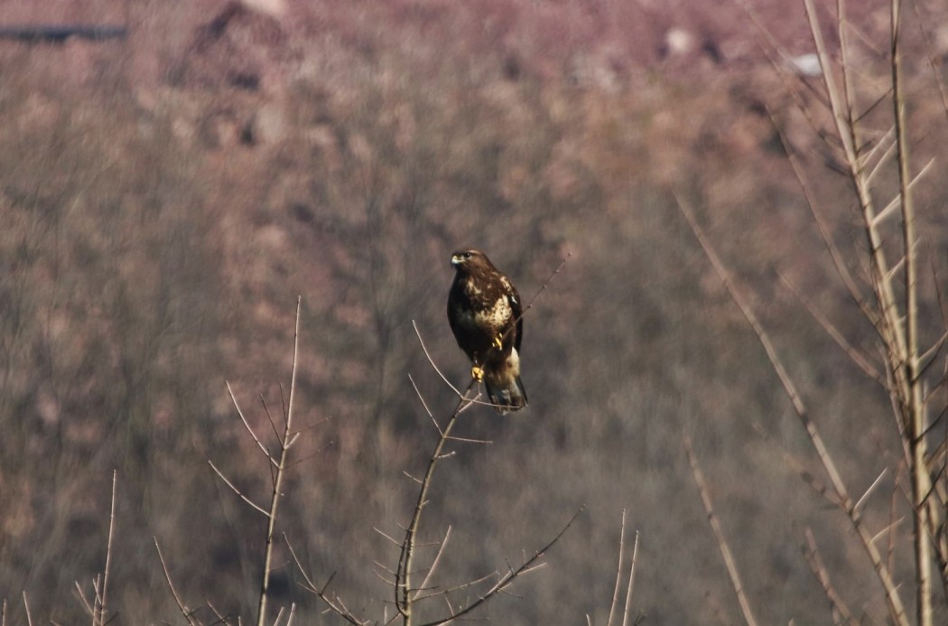 Common Buzzard