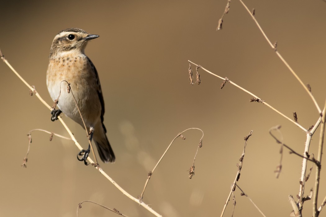 Whinchat