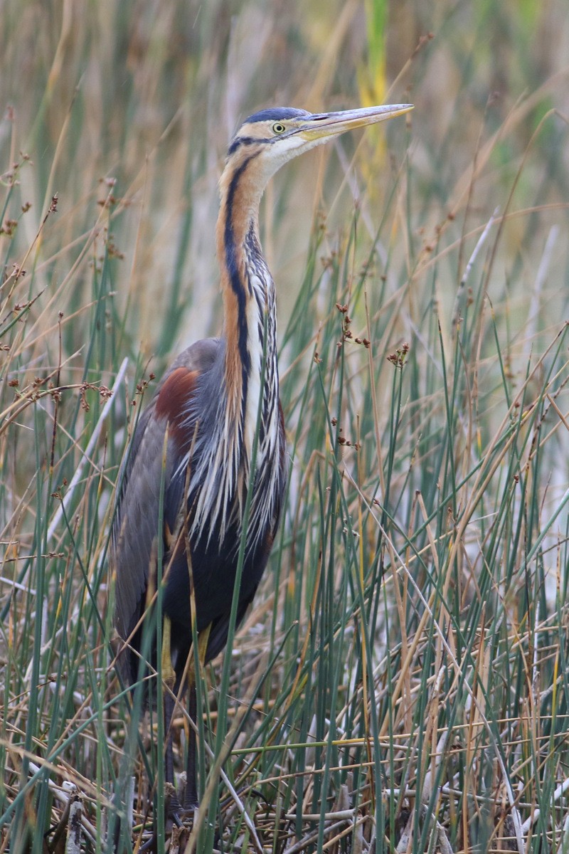 Purple Heron