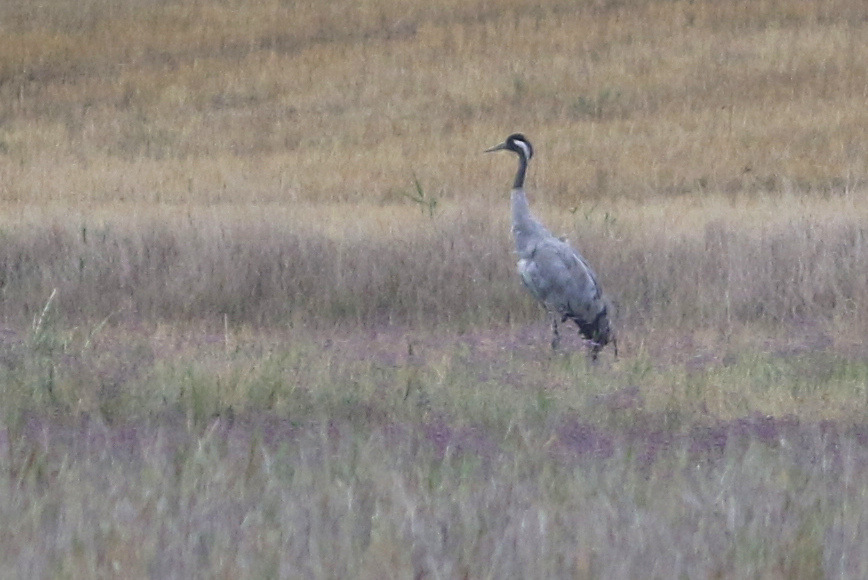 Common Crane