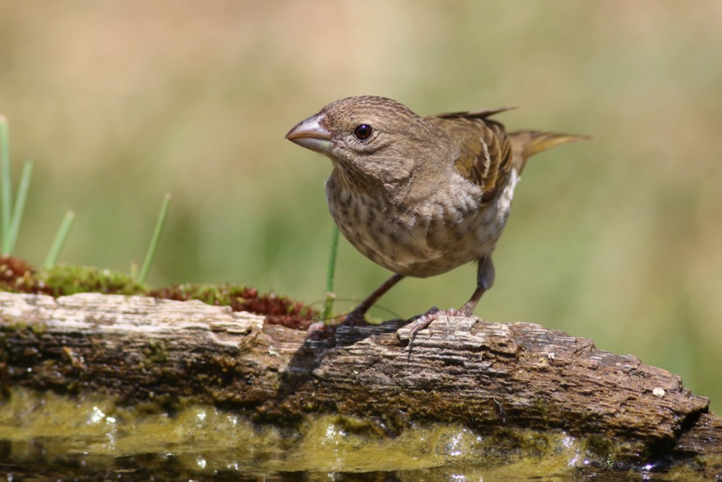 Common Rosefinch