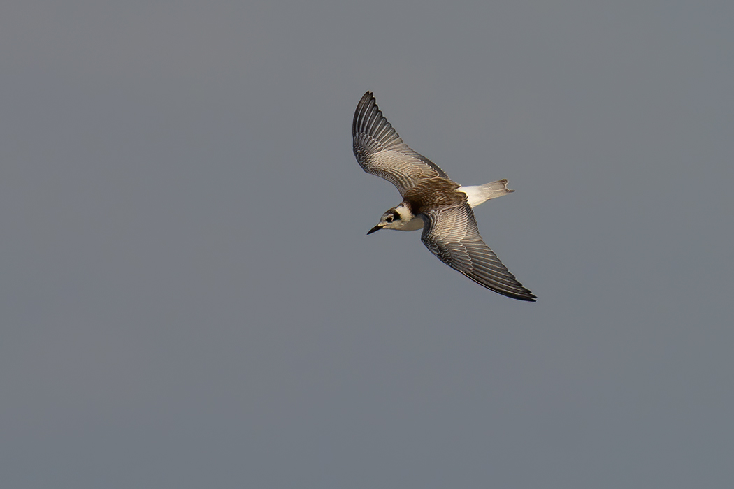 White-winged Tern