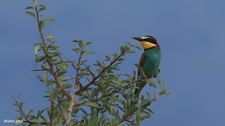 European Bee-eater