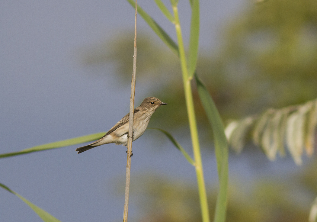 Spotted Flycatcher
