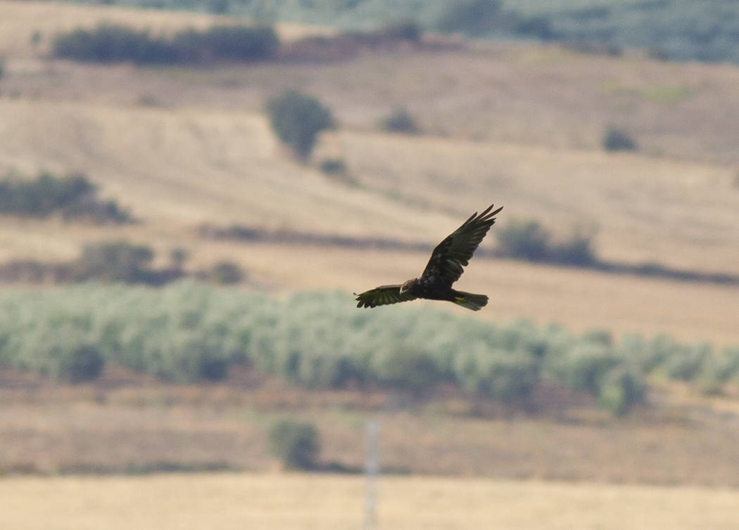 Western Marsh Harrier