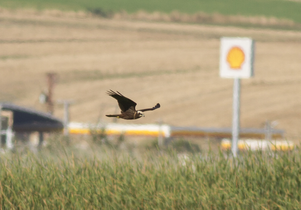 Western Marsh Harrier