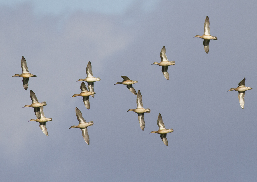 Eurasian Teal