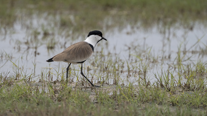 Spur-winged Lapwing