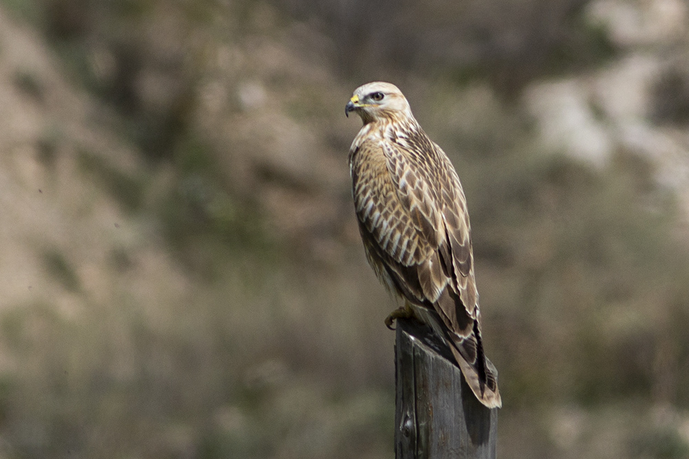 Long-legged Buzzard
