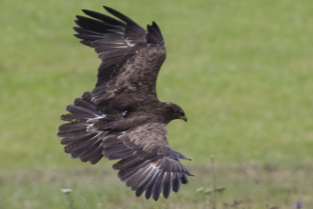 Lesser Spotted Eagle