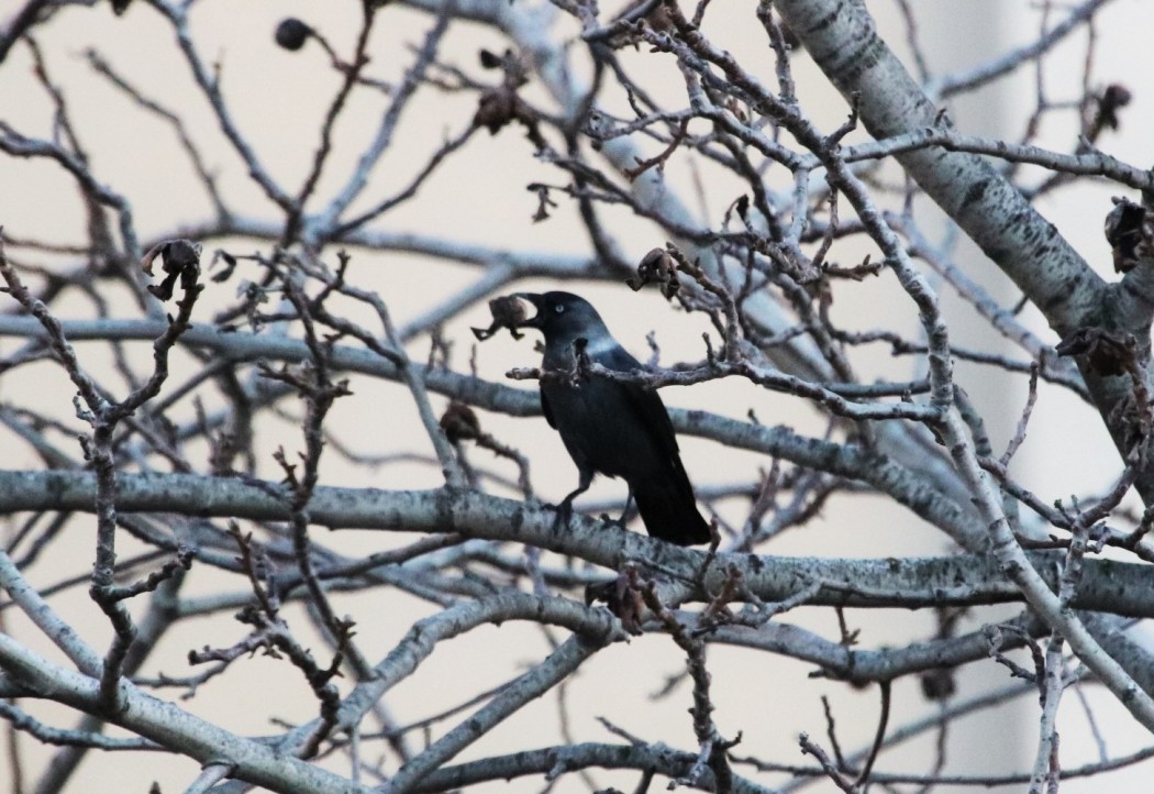 Western Jackdaw