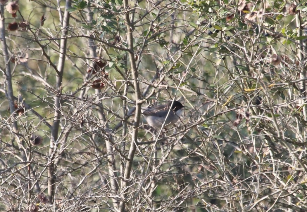 Sardinian Warbler