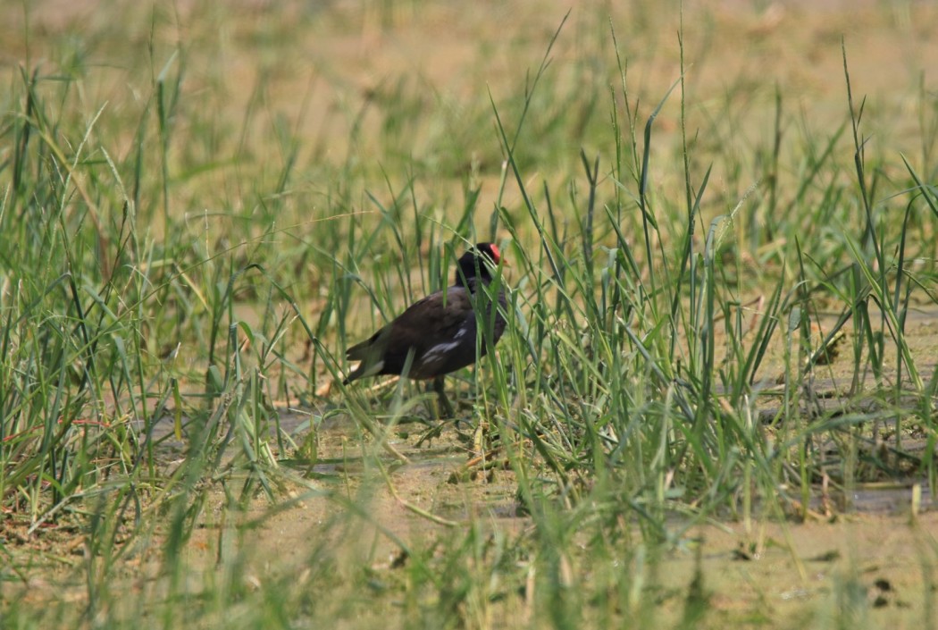 Common Moorhen