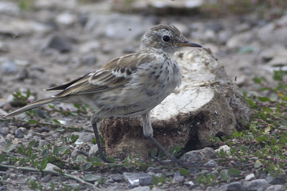 Water Pipit