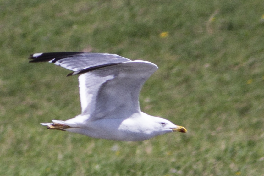 Armenian Gull