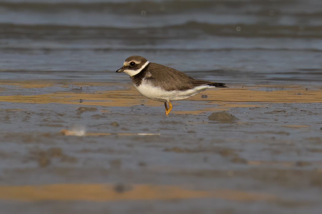 Common Ringed Plover