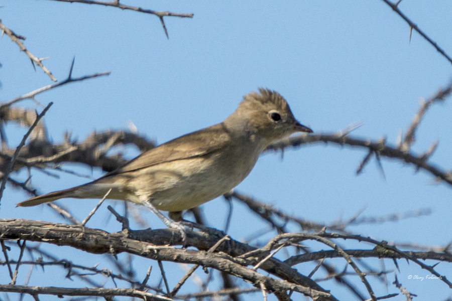 Garden Warbler