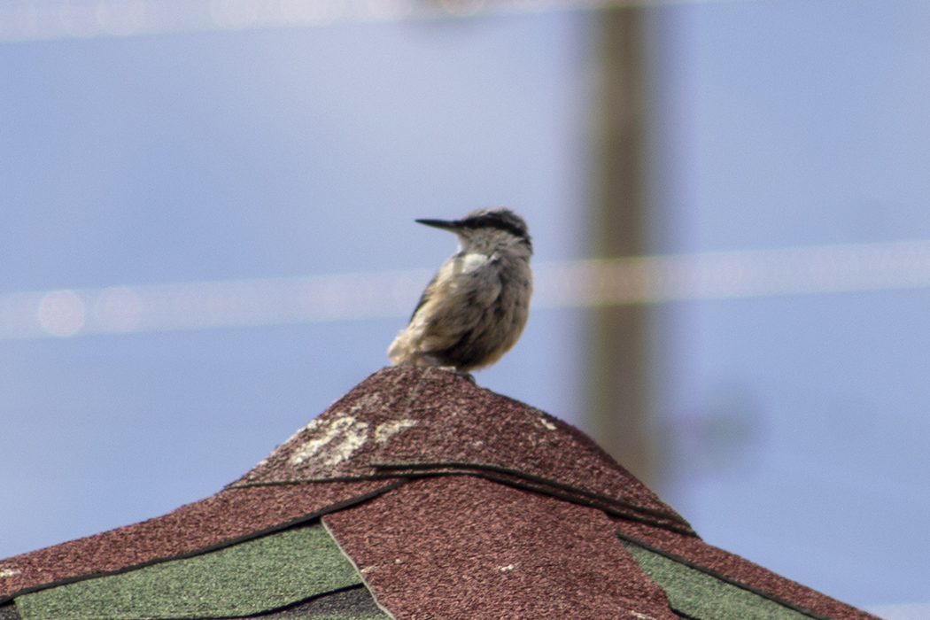 Western Rock Nuthatch