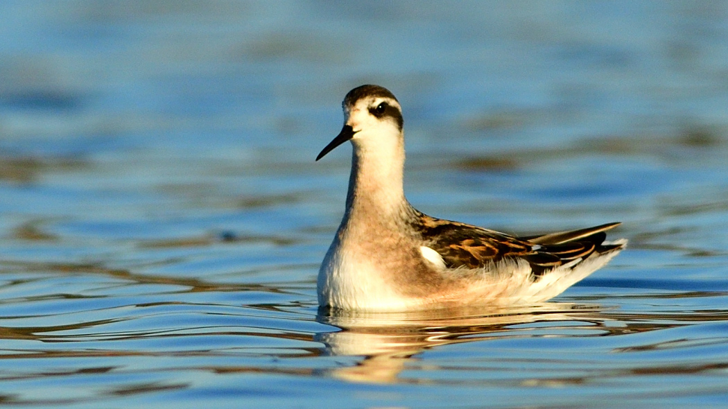 Red-necked Phalarope