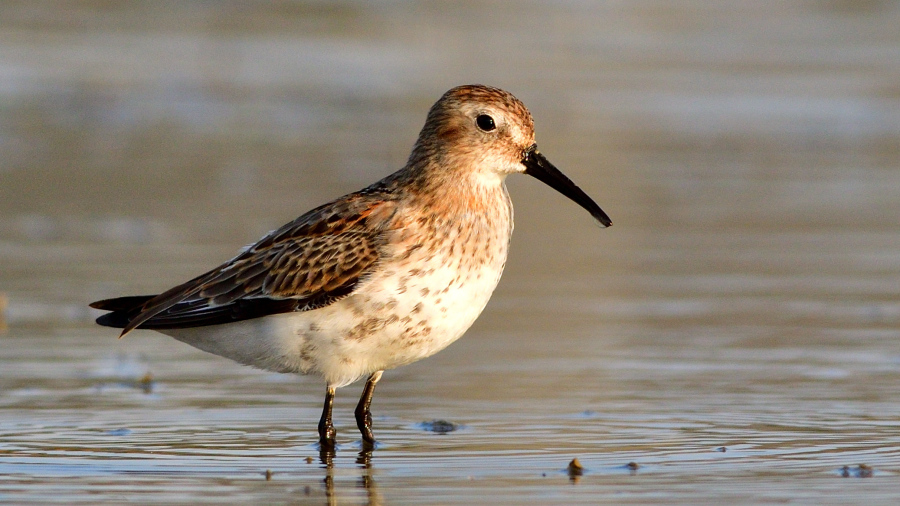 Dunlin