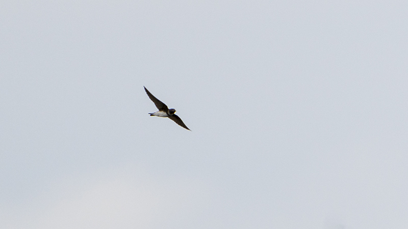 Sand Martin