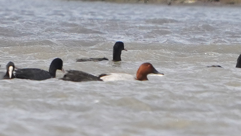 Common Pochard