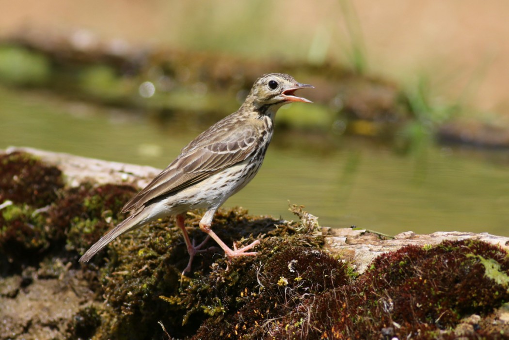 Tree Pipit