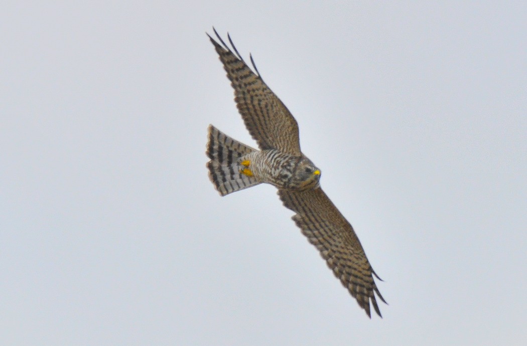 Levant Sparrowhawk