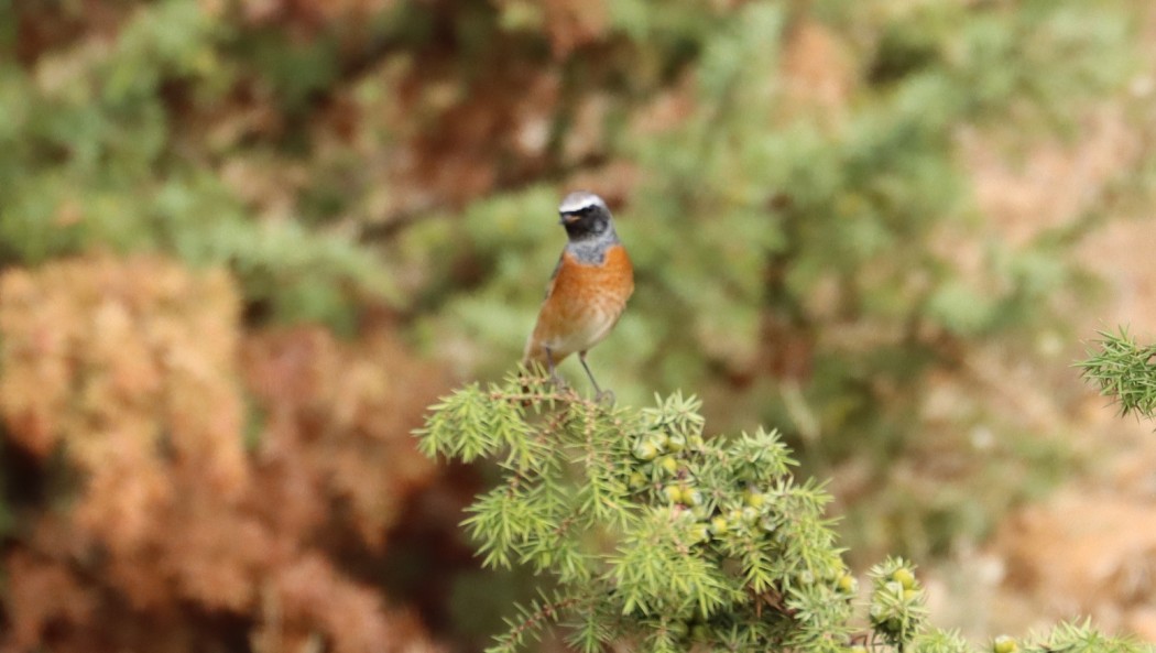 Common Redstart