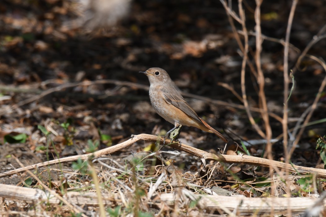 Common Redstart