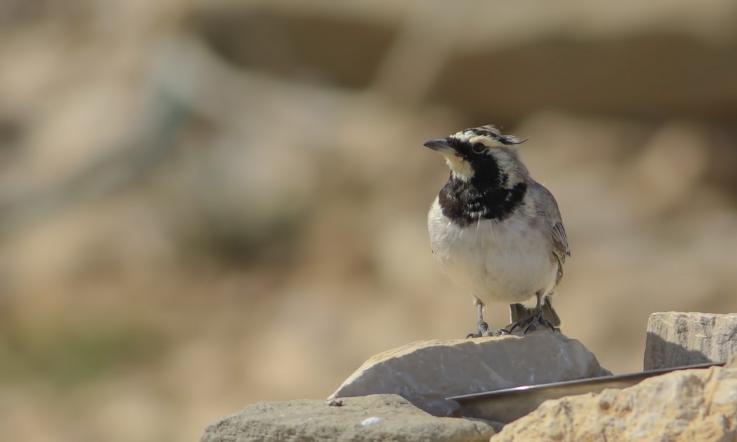 Horned Lark