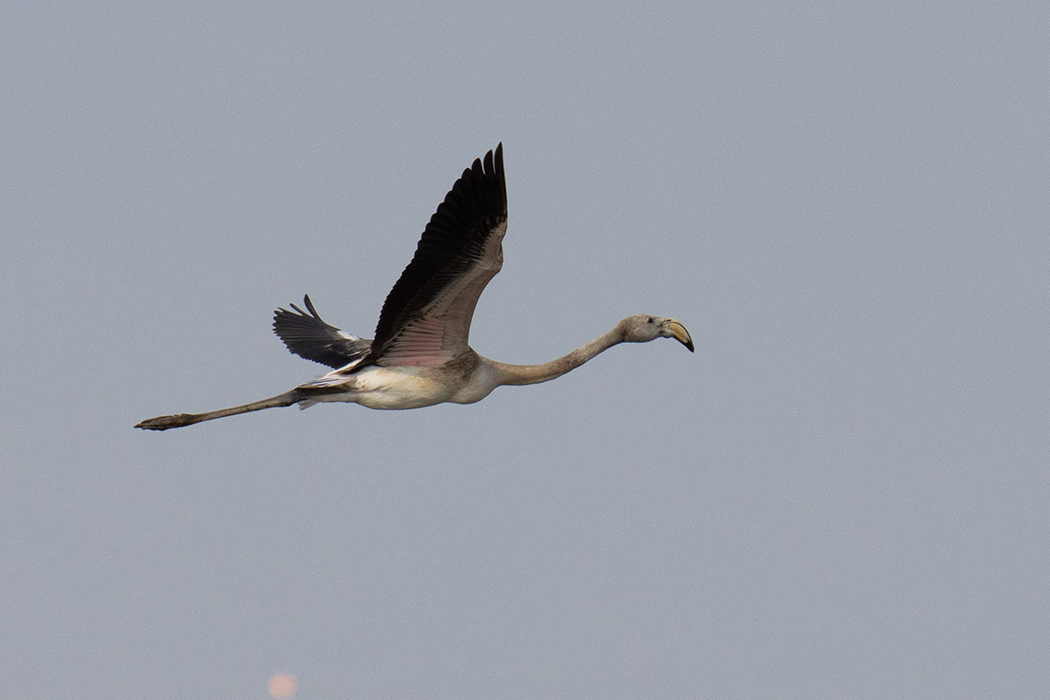 Greater Flamingo