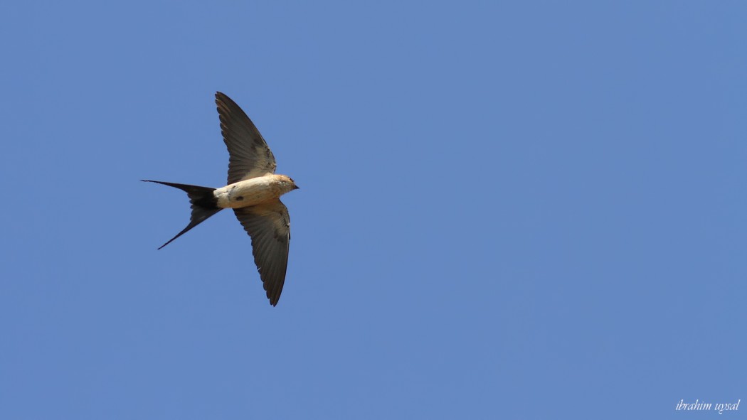Red-rumped Swallow