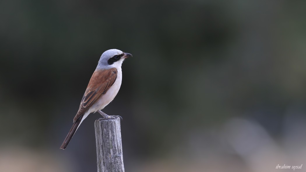 Red-backed Shrike