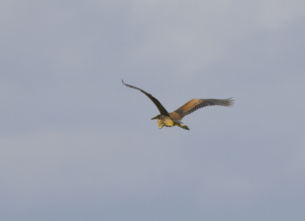 Purple Heron