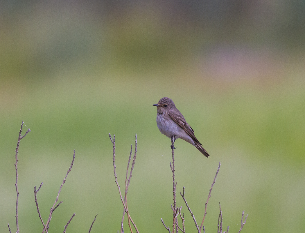 Spotted Flycatcher