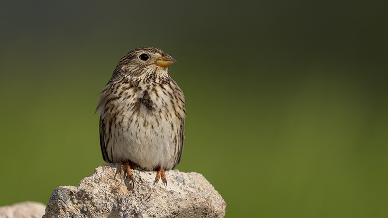 Corn Bunting
