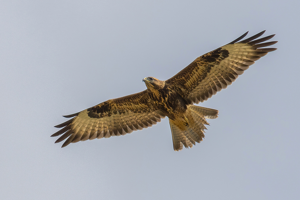 Common Buzzard