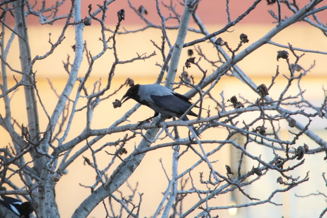 Hooded Crow