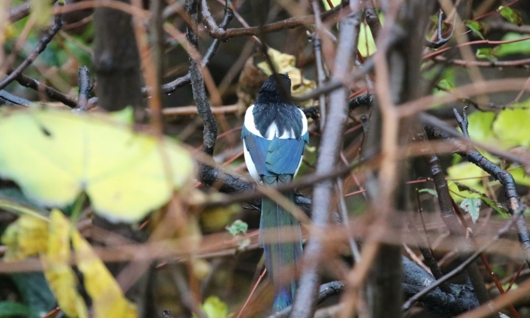 Eurasian Magpie