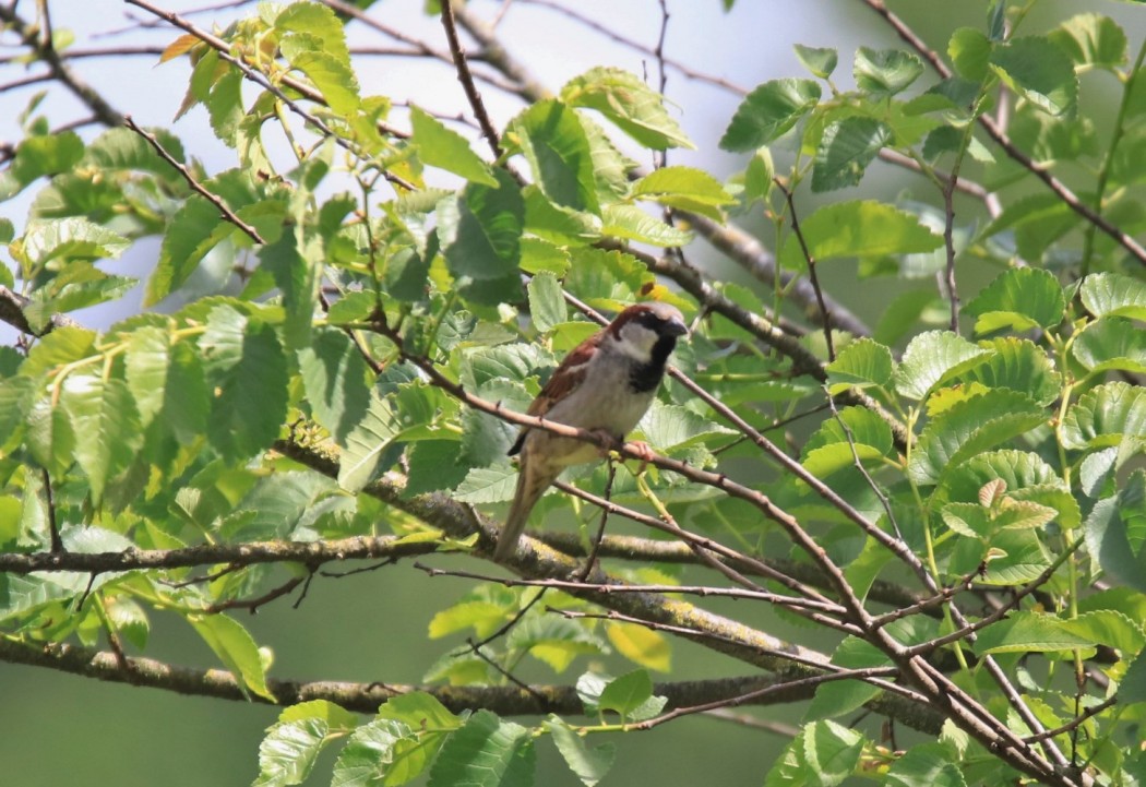 House Sparrow