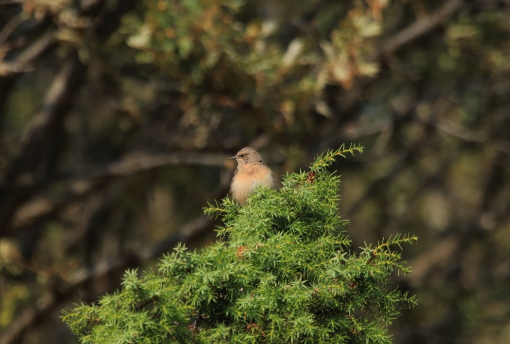 Black-eared Wheatear