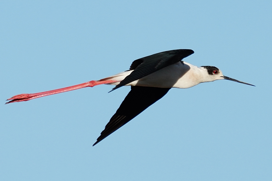 Black-winged Stilt