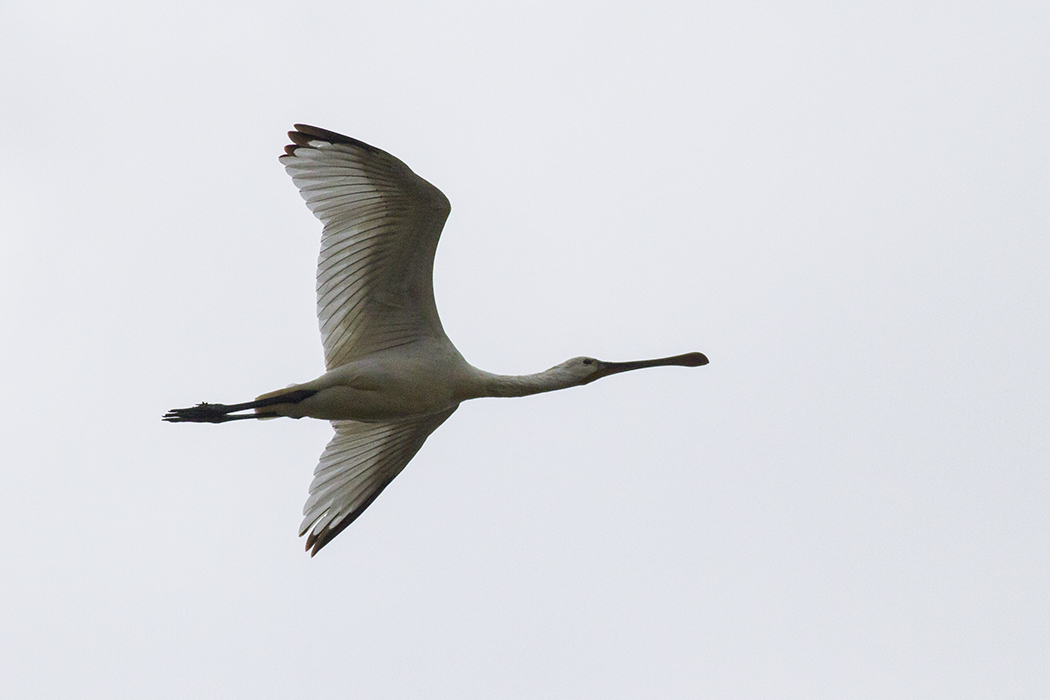Eurasian Spoonbill