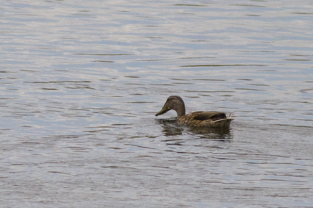Mallard