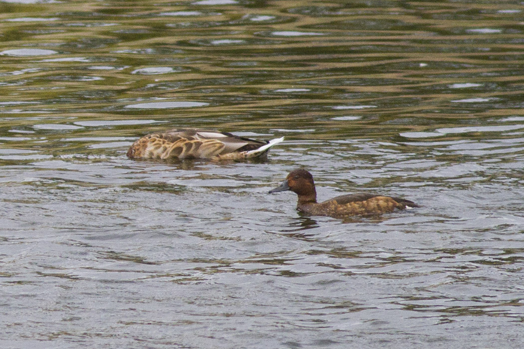 Ferruginous Duck