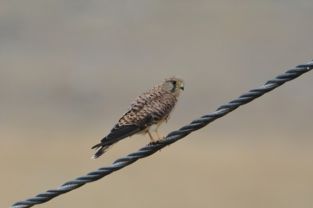 Common Kestrel