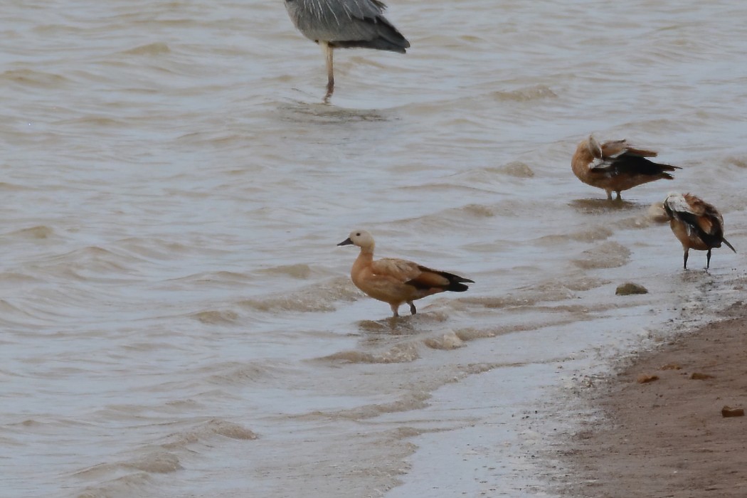 Ruddy Shelduck